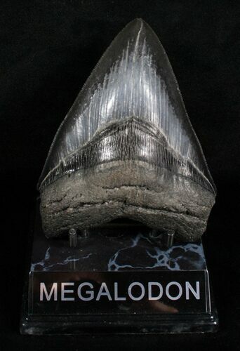Sharply Serrated SC Megalodon Tooth - #4267